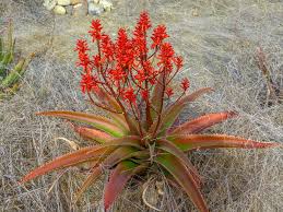 aloe vaombe