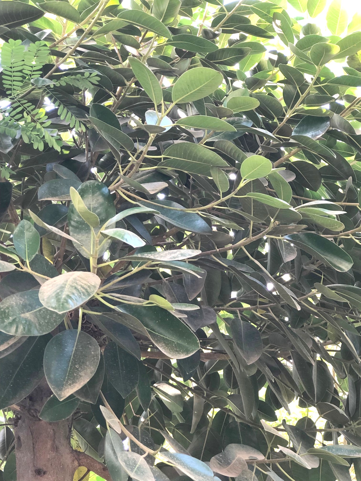 Ficus rubiginosa