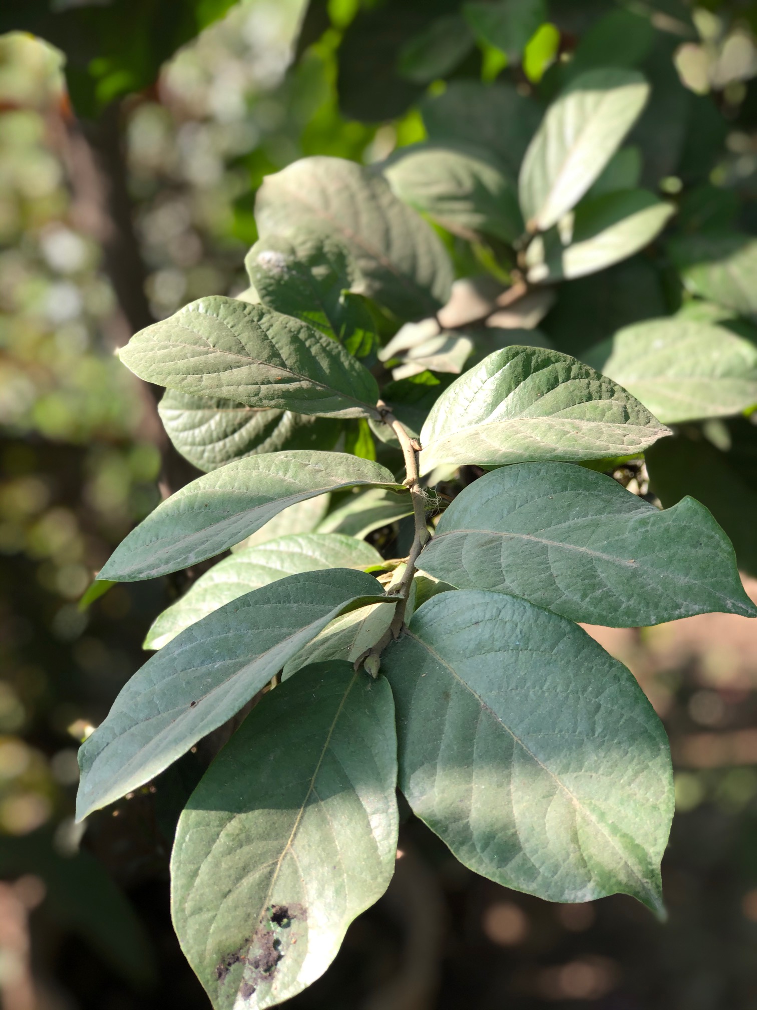 Antidesma venosum