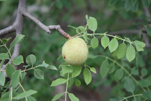 Sclerocarya birrea