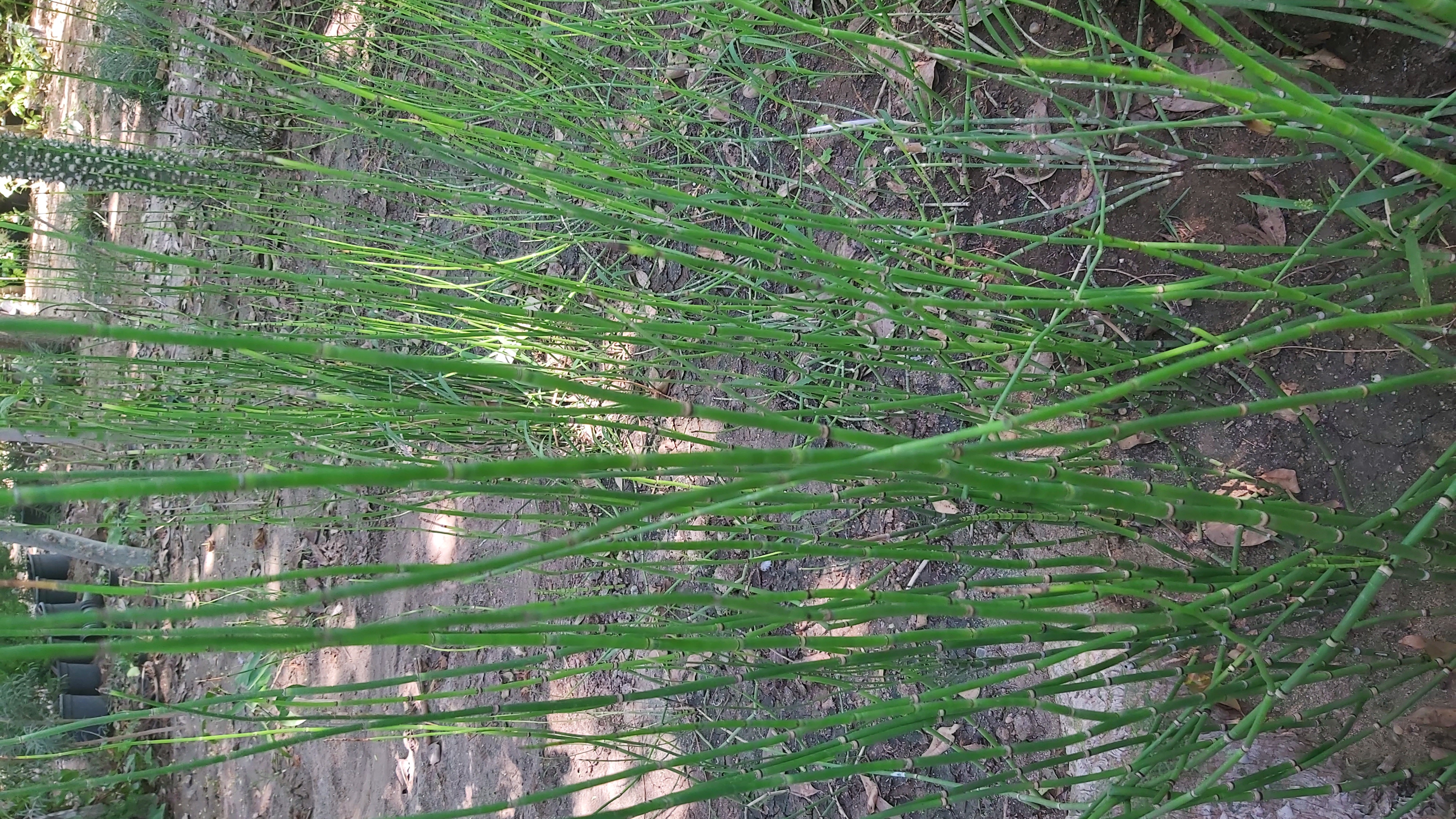 Equisetum hyemale
