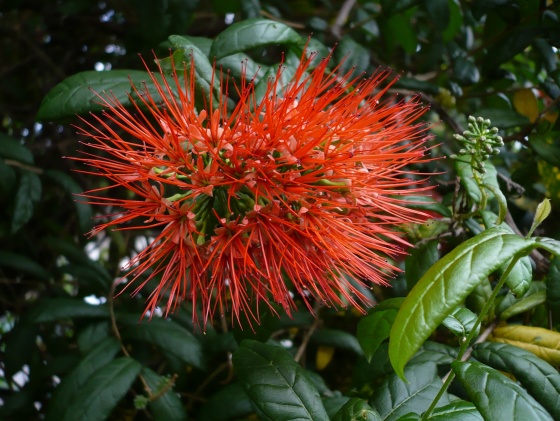 Combretum constrictum