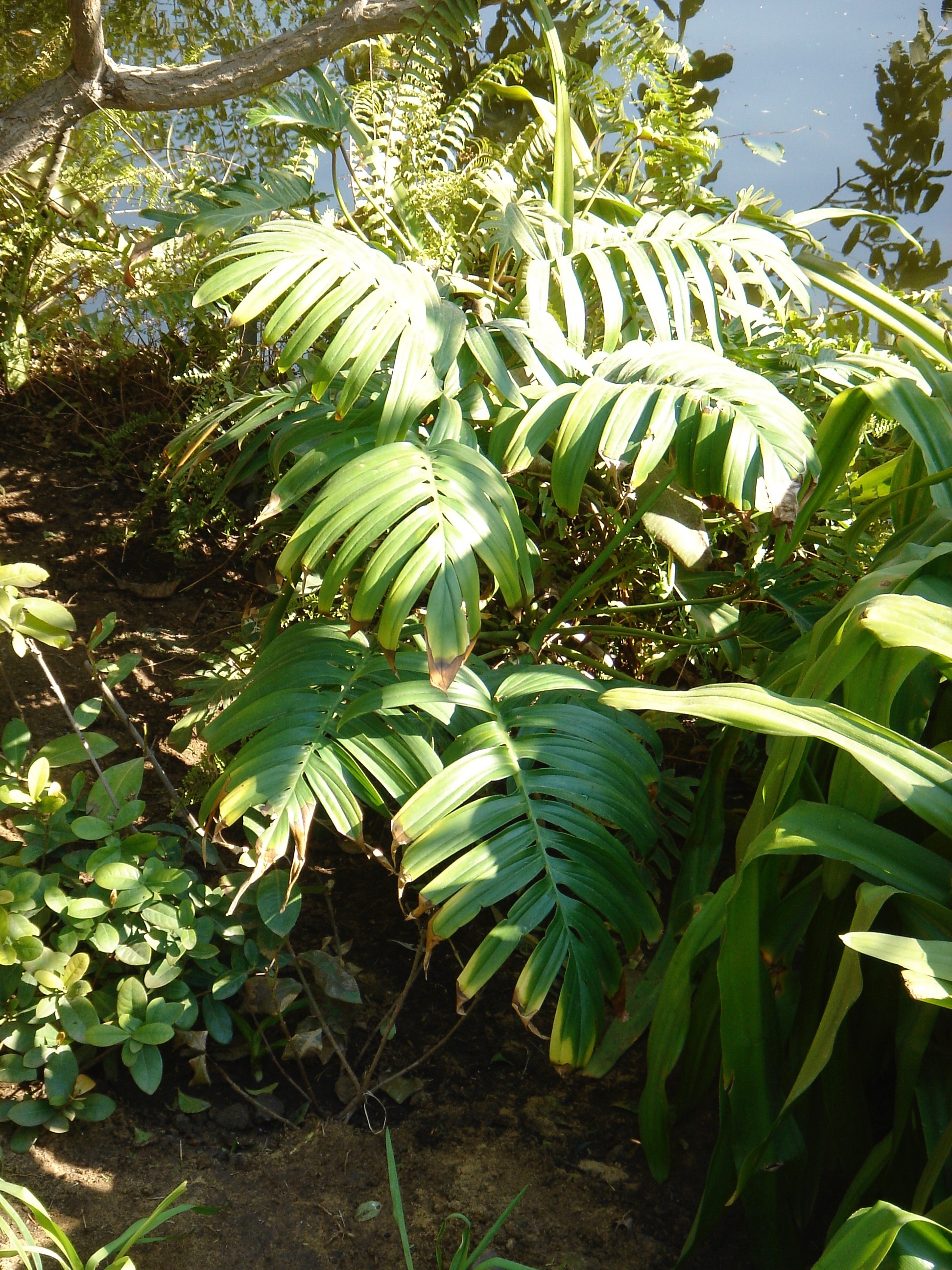 Rhaphidophora decursiva