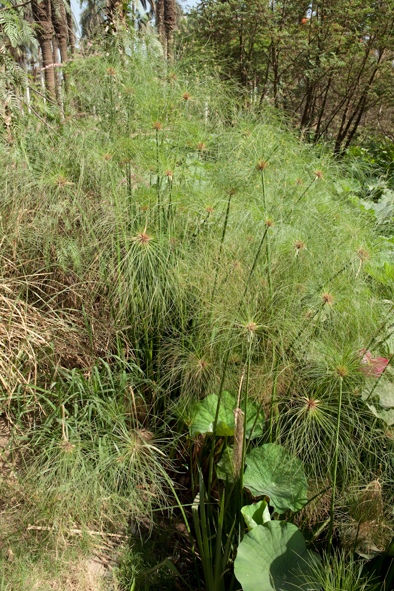 Cyperus papyrus
