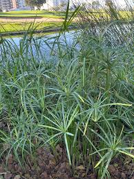 Cyperus textilis