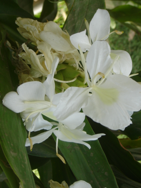 Hedychium coronarium