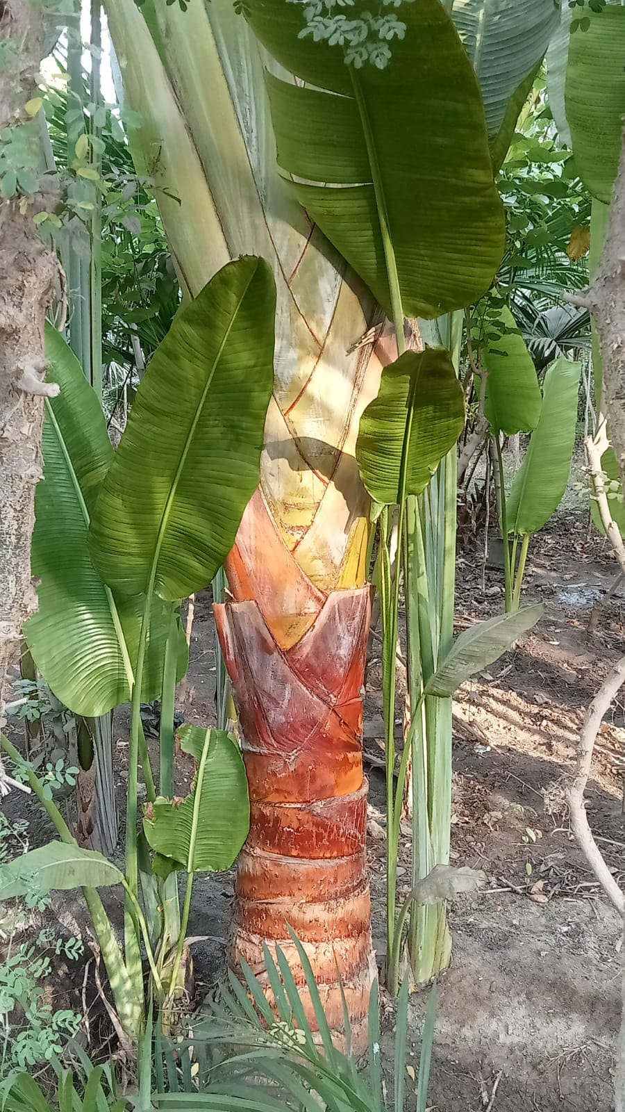 Phenakospermum guyannense