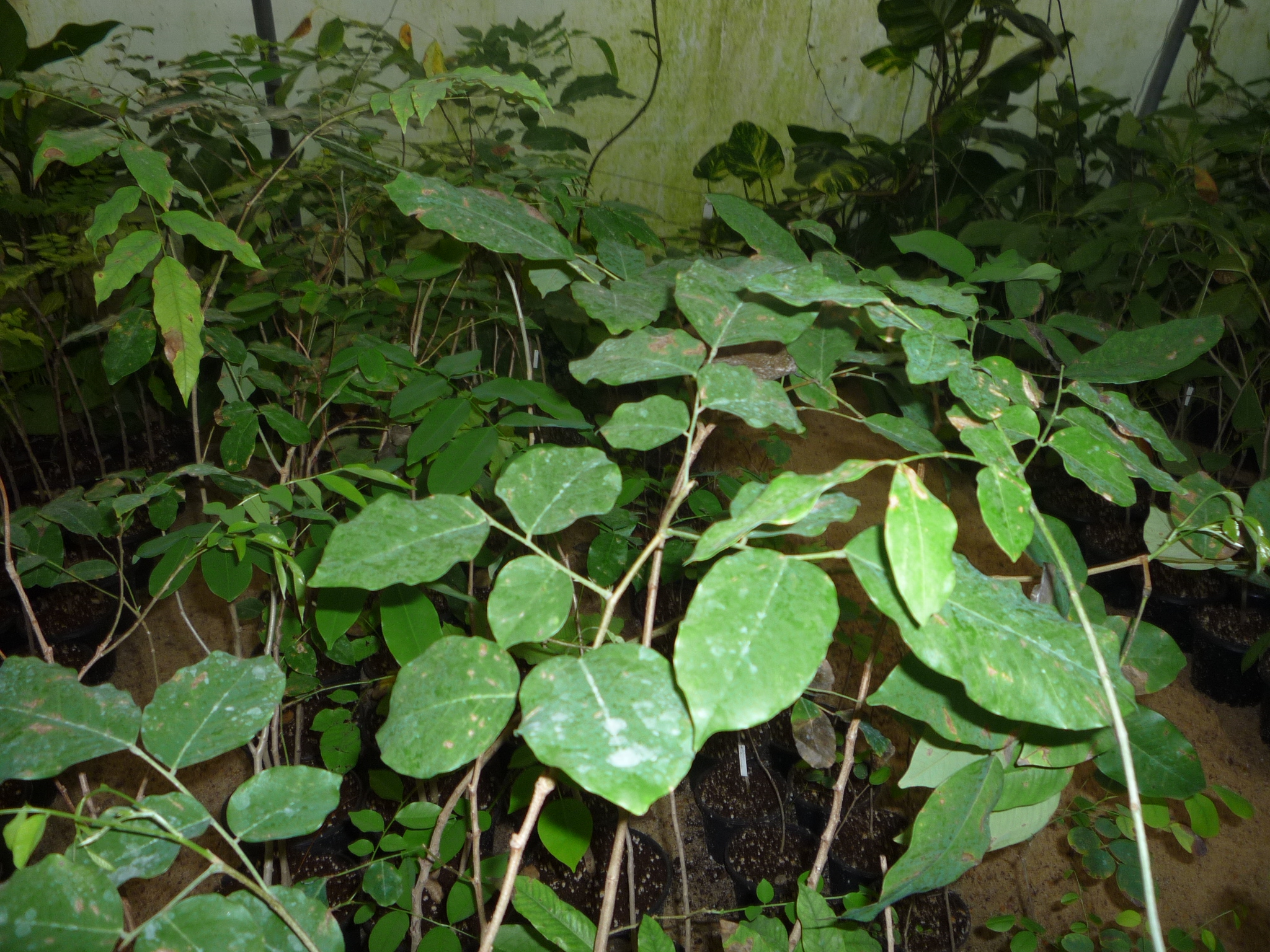 Pterocarpus macrocarpus