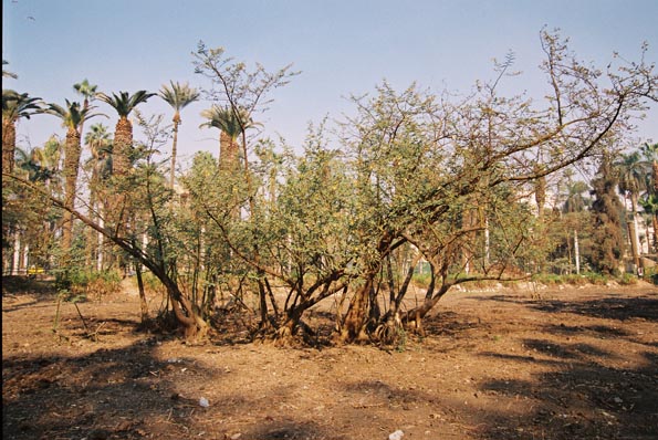 Aeschynomene elaphroxylon