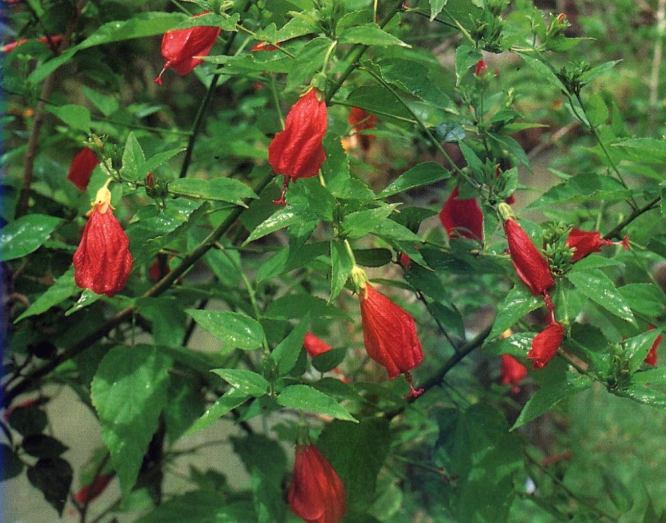 Malvaviscus arboreus