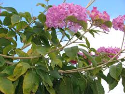 Handroanthus impetiginosus