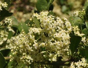 gymnosporia buxifolia