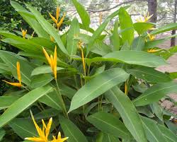 Heliconia psittacorum