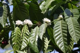 Coffea canephora