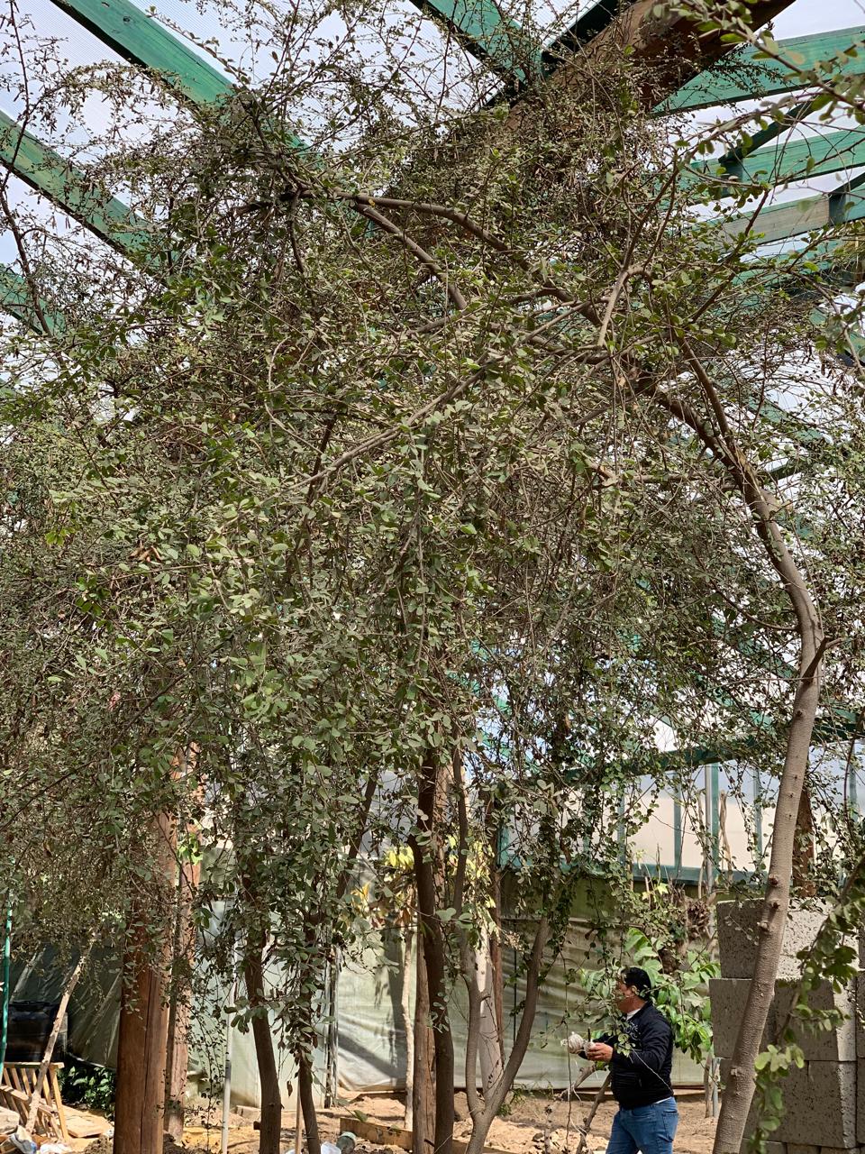 Bauhinia grandidieri