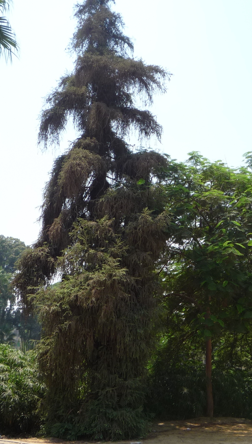 Sequoia sempervirens