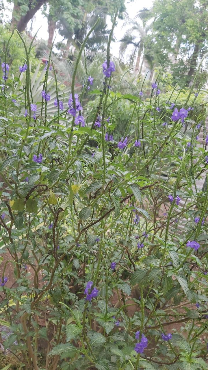 Stachytarpheta cayennensis