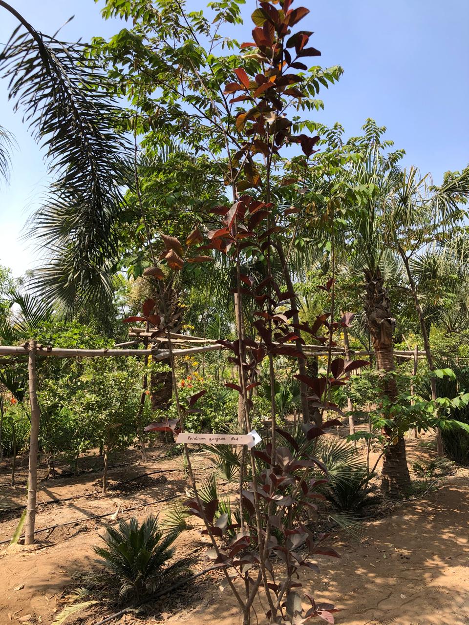 Psidium guajava