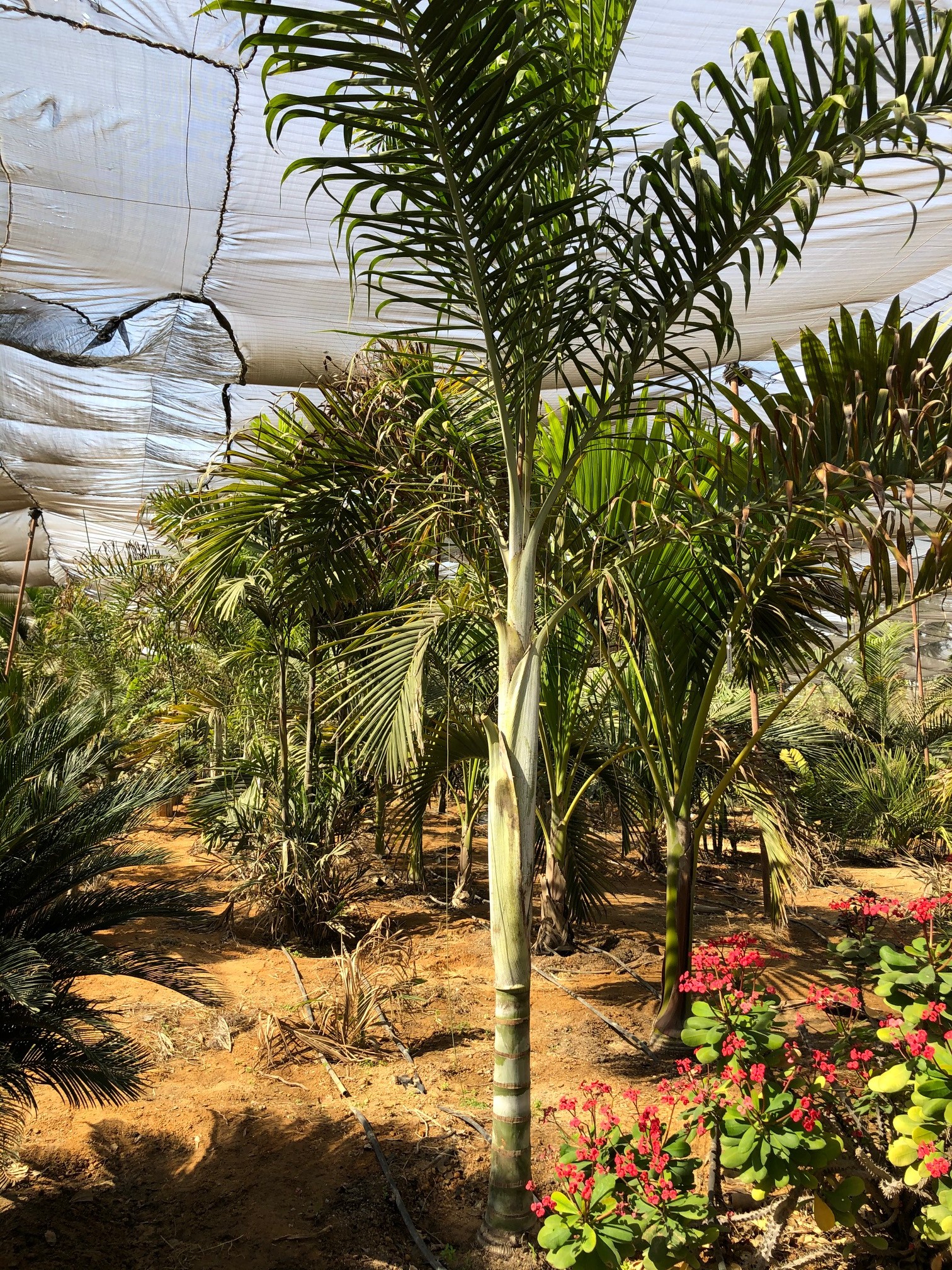 Dypsis malcomberi