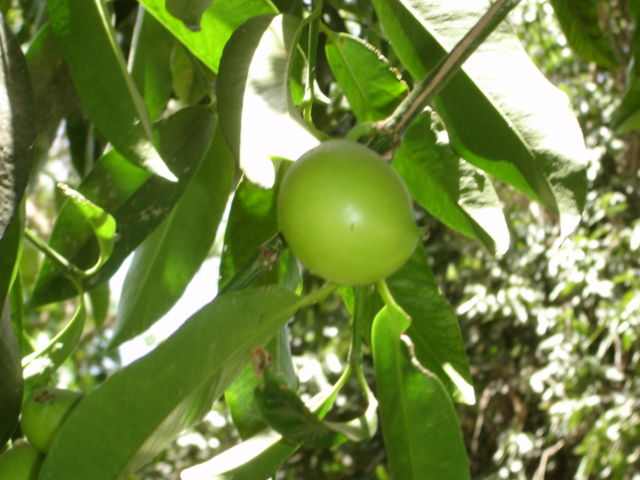 Garcinia dulcis