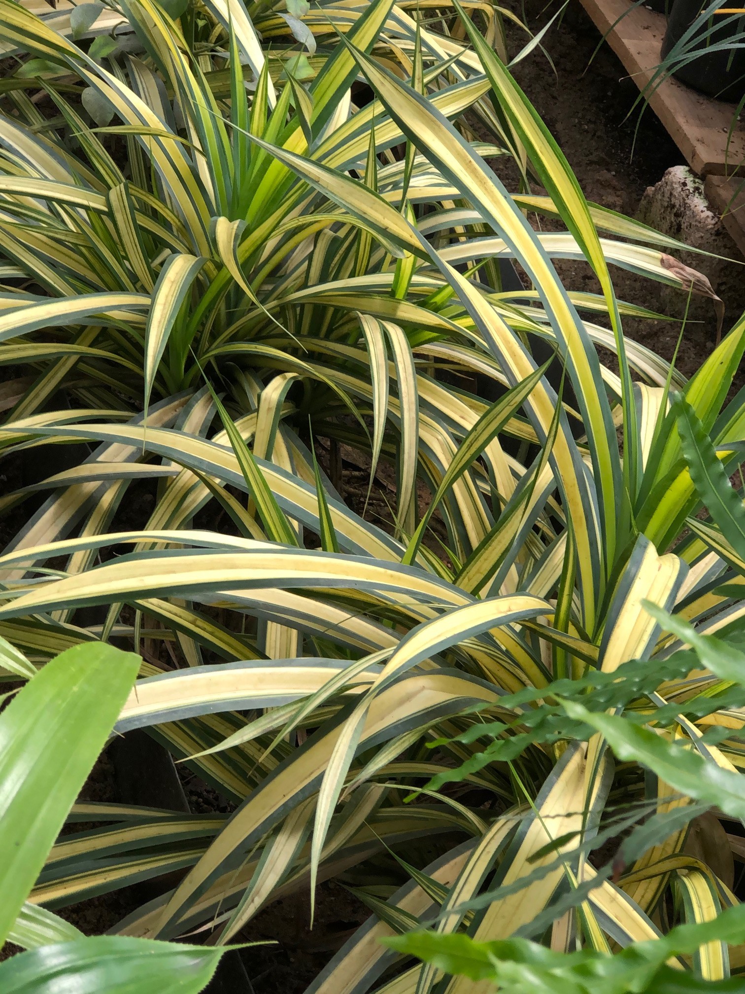 Pandanus baptistii