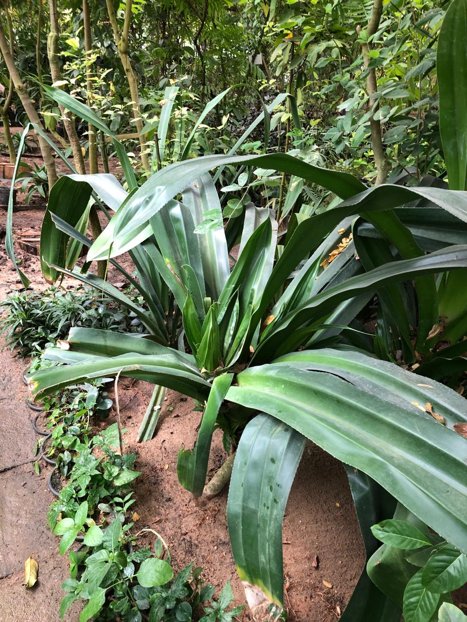 Pandanus dubius