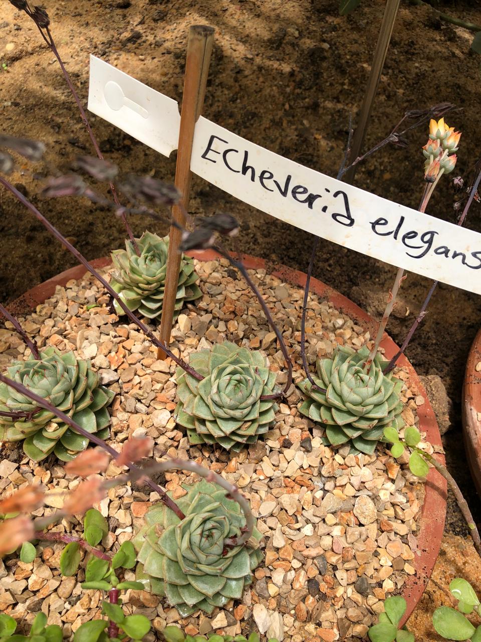 Echeveria elegans
