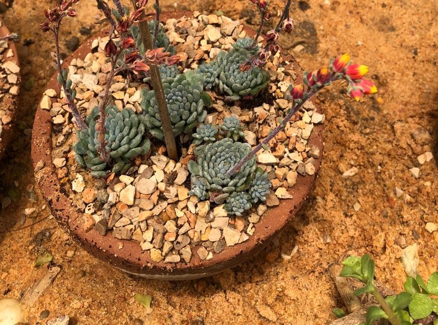 Echeveria setosa
