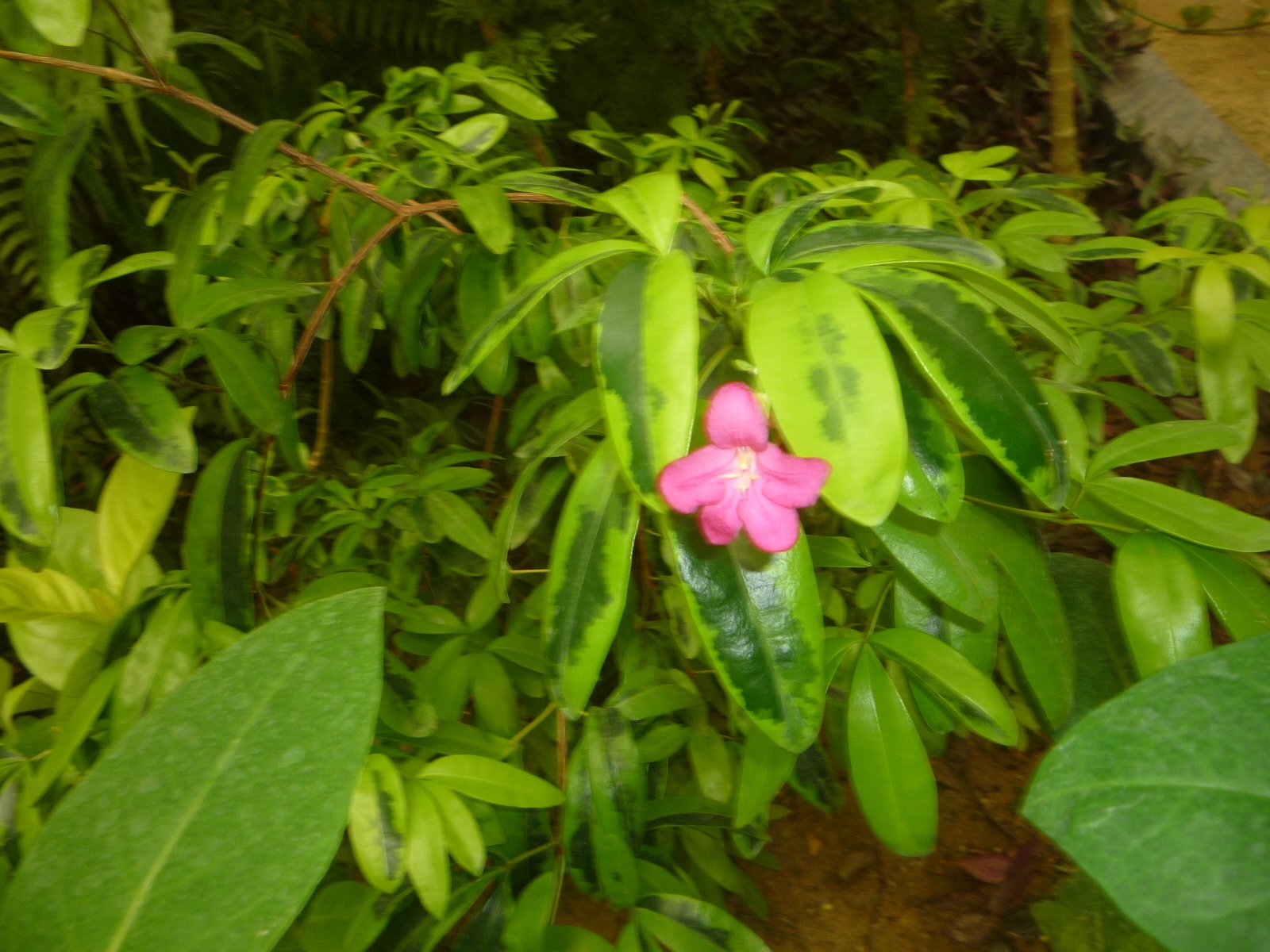 Ravenia spectabilis