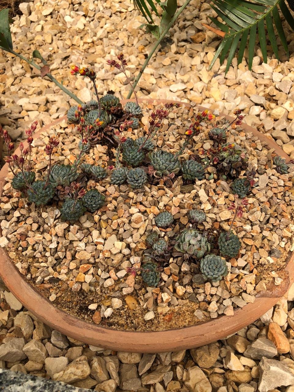 Echeveria setosa