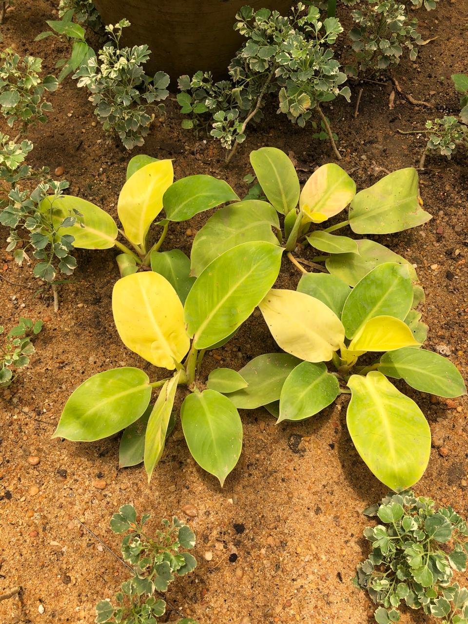 Philodendron hybrid