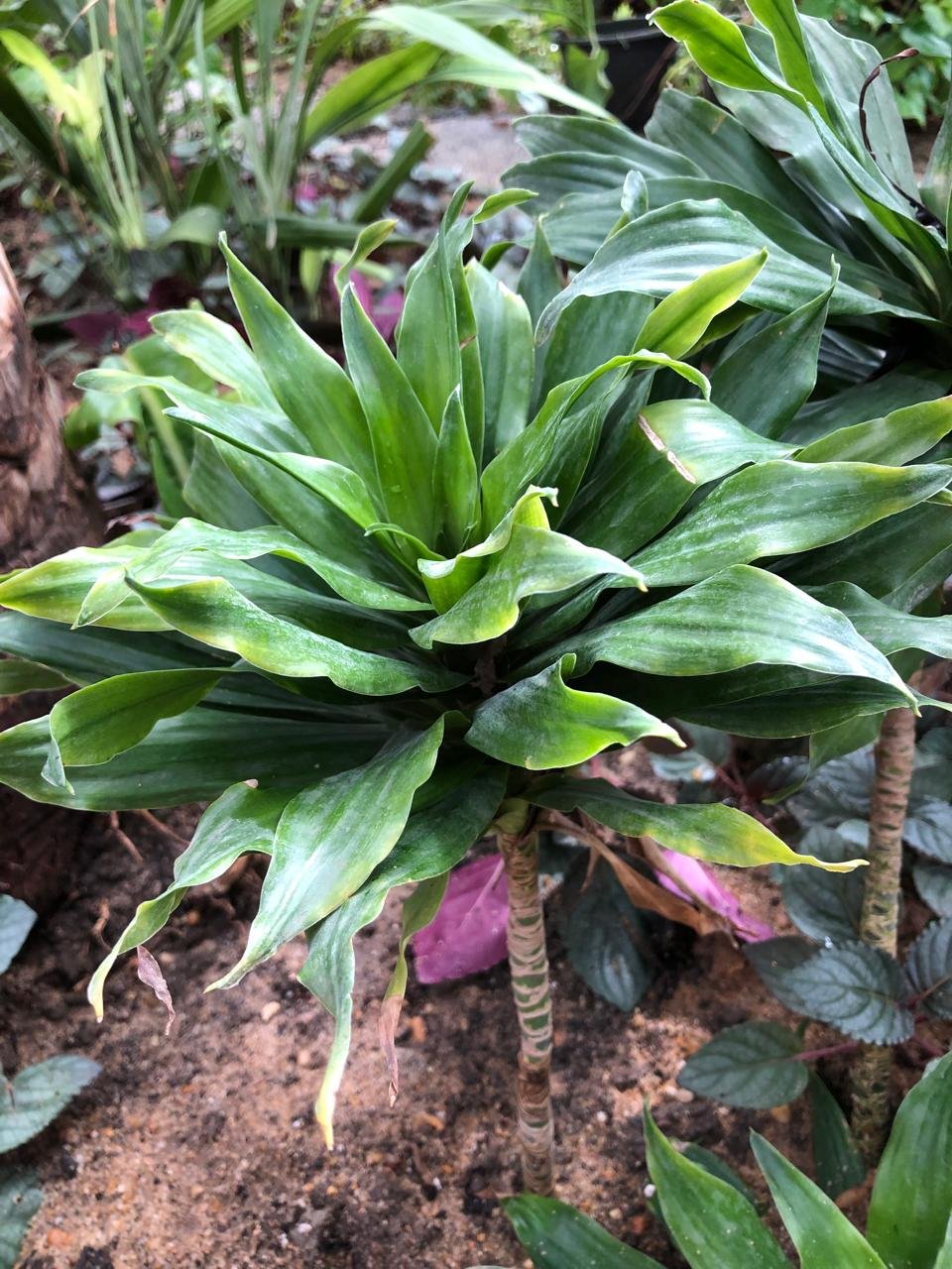 Dracaena fragrans