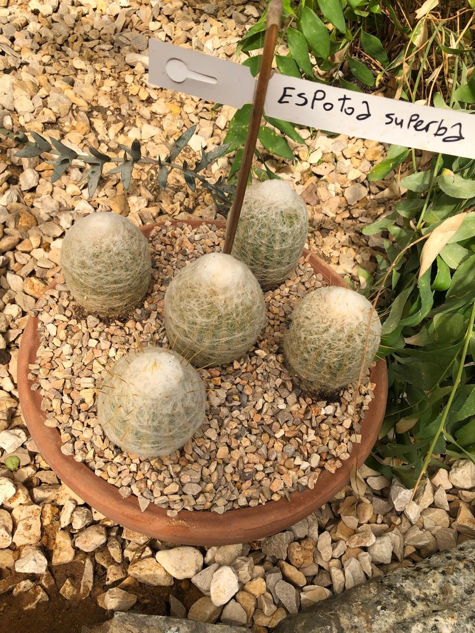 Espostoa lanata