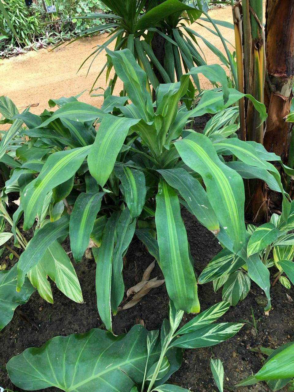 Dracaena fragrans