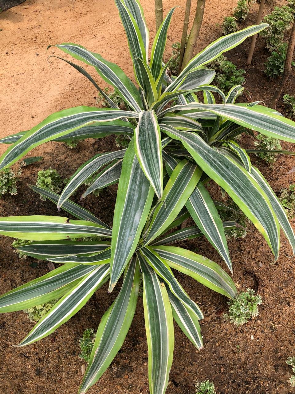 Dracaena fragrans