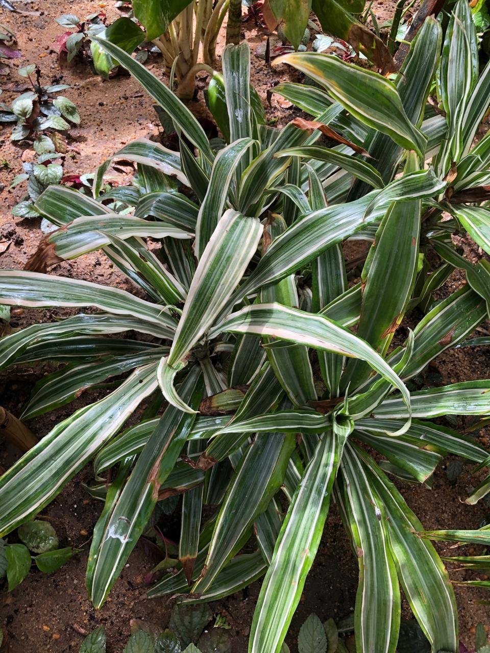 Dracaena fragrans