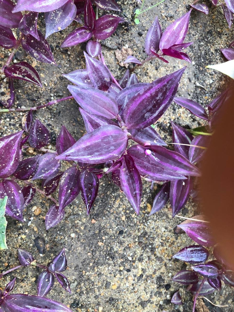 Tradescantia zebrina