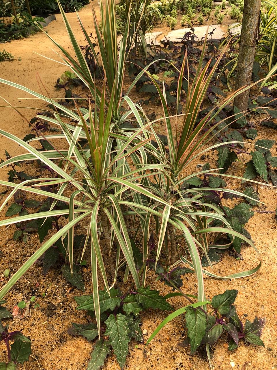 Dracaena marginata