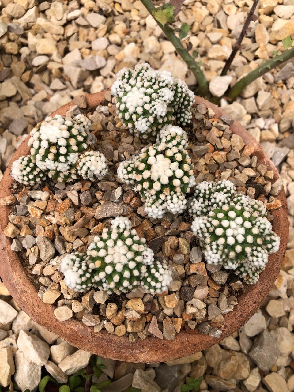 Mammillaria gracilis