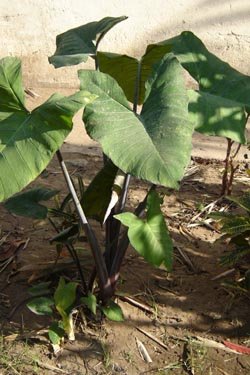 Xanthosoma violaceum
