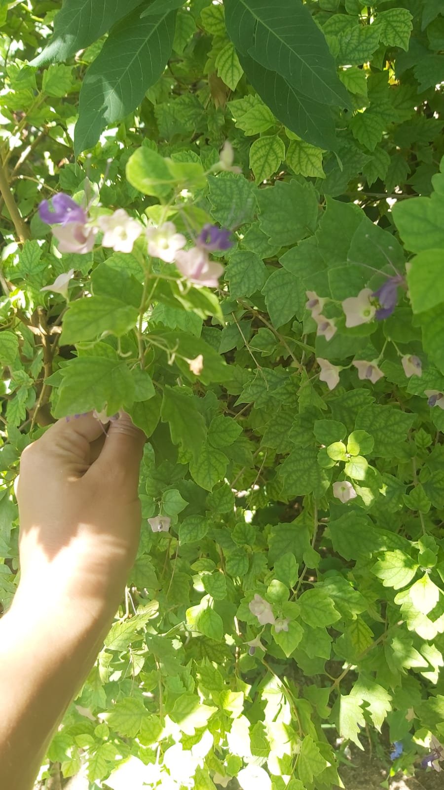karomia speciosa
