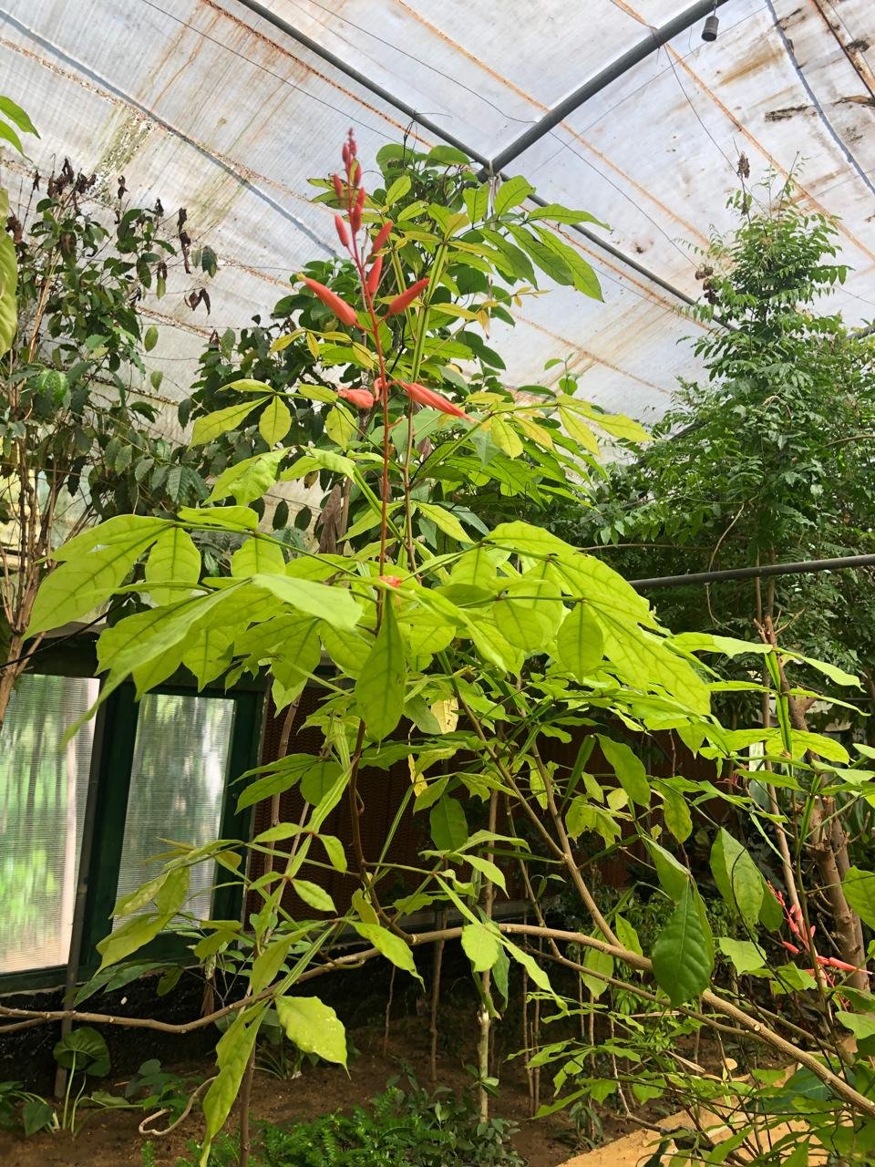 Quassia amara