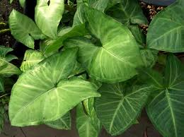 syngonium podophyllum