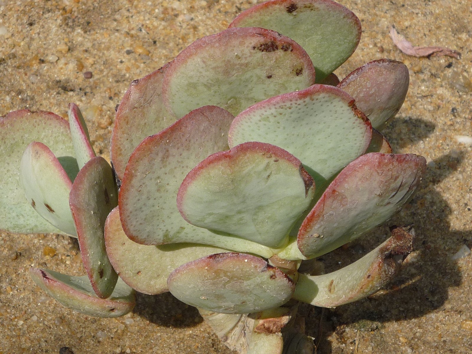 kalanchoe thyrsiflora