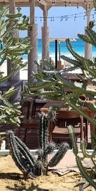 Stenocereus griseus