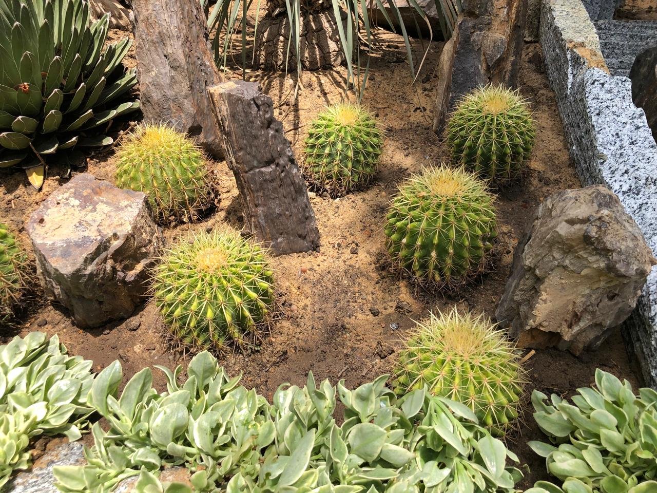 Echinocactus grusonii