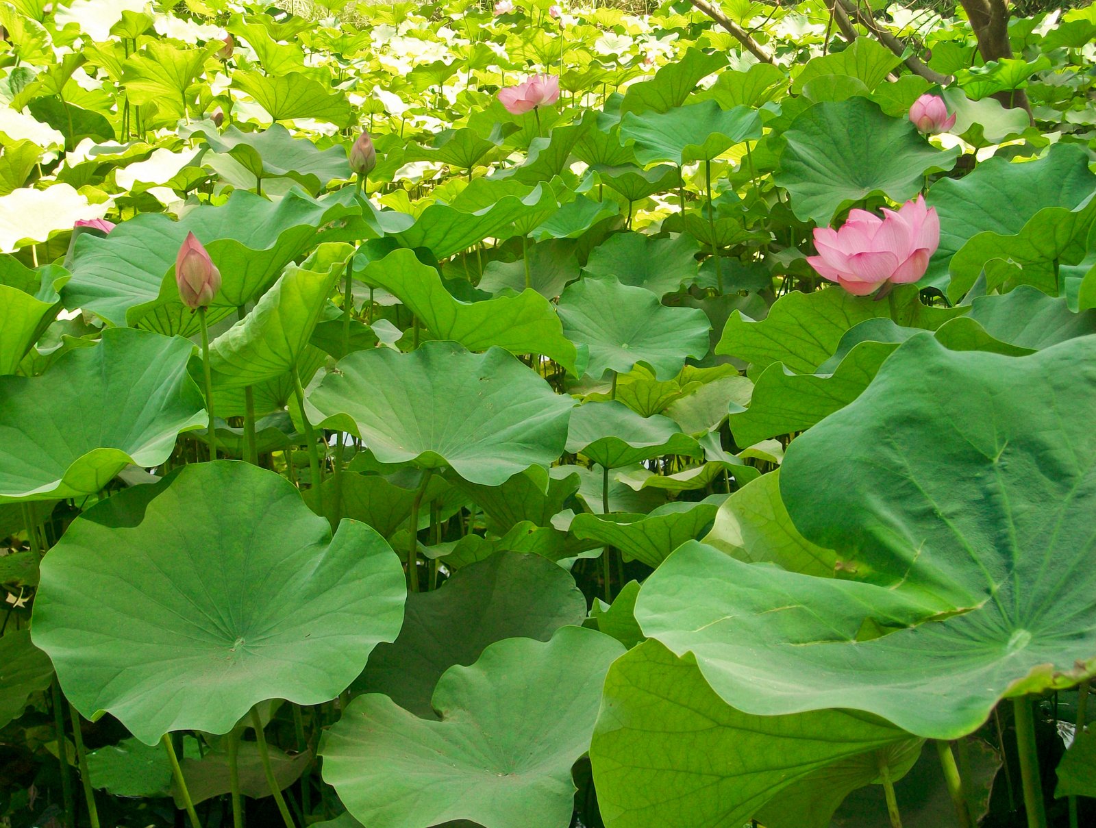 Nelumbo nucifera