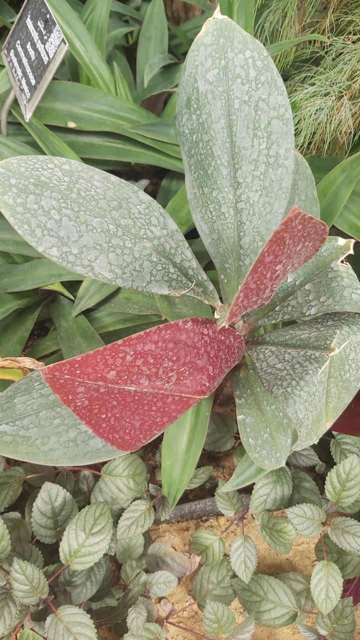 Costus erythtrophyllus