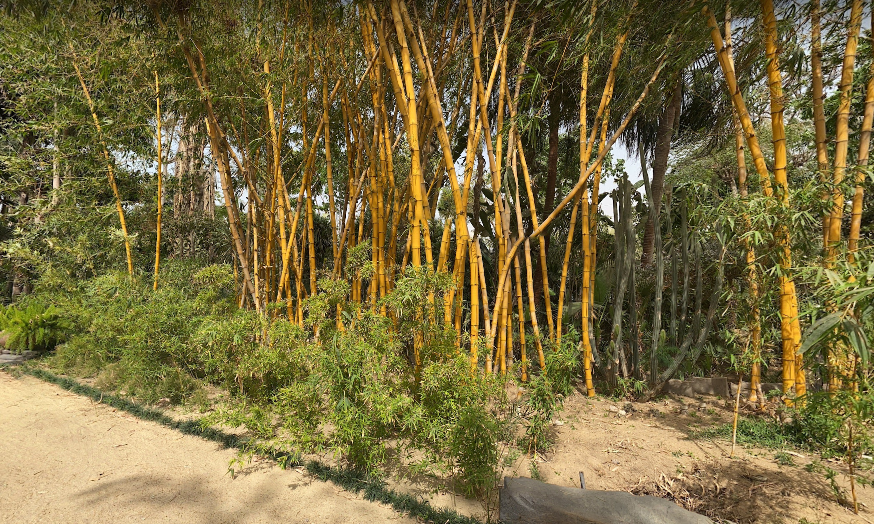 Bamboo Side