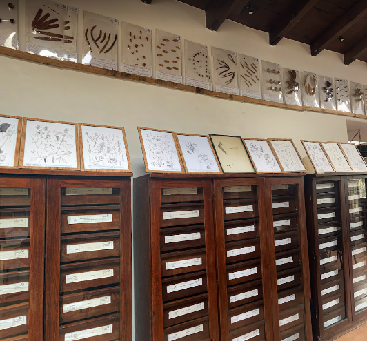 Therese herbarium
